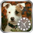 dog photo clock icon
